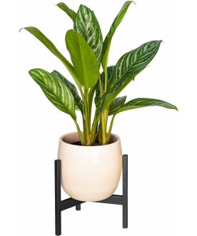 Цветочница Trinity 25