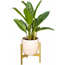 Цветочница Агния 10