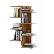 дуб золотистый