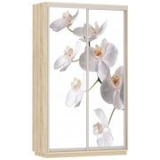 белая орхидея / сонома