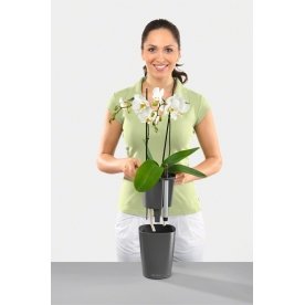 Кашпо Lechuza 14900 DELTINI