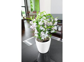 Кашпо Lechuza 16107 CLASSICO LS 50