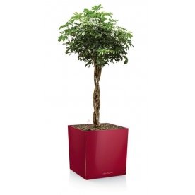 Кашпо Lechuza 16363 CUBE 40