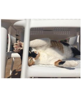 Пластиковый стул Bora