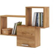 дуб золотистый