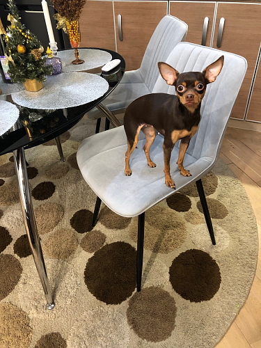 Стул на металлокаркасе Седа 360 К латте (velutto 08) / белый фото покупателя 225