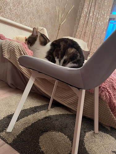 Комплект стульев Форт 4 шт кирпичный / чёрный фото покупателя 132