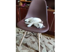 Стул Eames light green фото покупателя 424