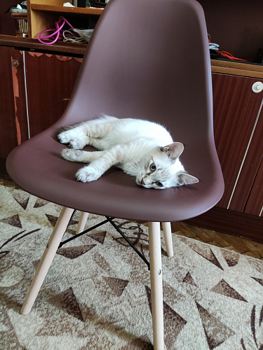 Пластиковый стул Eames PC-015 серый фото покупателя 423