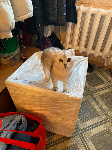 Стул на металлокаркасе Gabi latte / gold / black фото покупателя 756