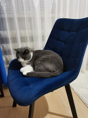 Стул на металлокаркасе Hagen dark blue фото покупателя 1