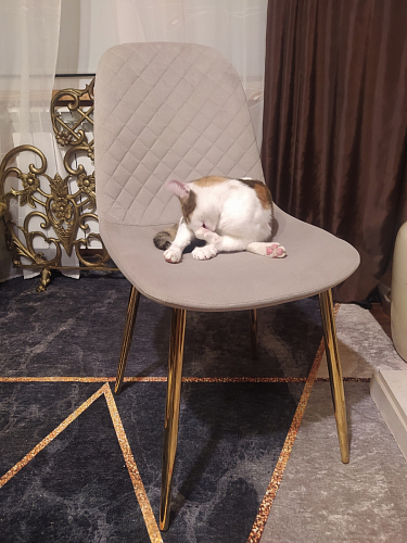 Стул на металлокаркасе Dabl 01 champagne / gold фото покупателя 78