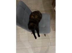 Стул Чилли 2 темно-серый  / черный фото покупателя 528