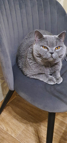 Стул на металлокаркасе Gabi 1 light purple / black фото покупателя 878