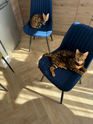 Комплект стульев Вейв 4 шт светло-серый / черный фото покупателя 55