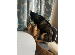 Стул на металлокаркасе Gabi green / black фото покупателя 75