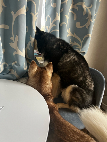 Стул на металлокаркасе Gabi latte / gold / black фото покупателя 75