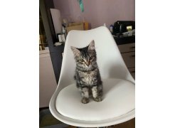 Компьютерное кресло Kolin с подушкой clear / white фото покупателя 139