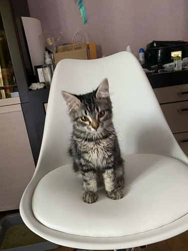 Компьютерное кресло Kolin с подушкой clear / white фото покупателя 139