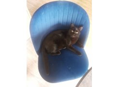 Стул на металлокаркасе Gabi gray / black фото покупателя 440