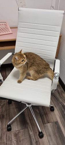 Компьютерное кресло Reus черная сетка / хром фото покупателя 68