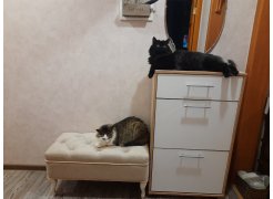 Обувница ТП-2 дуб делано фото покупателя 5