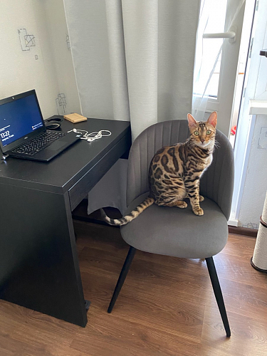 Стул на металлокаркасе Gabi 1 light purple / black / gold фото покупателя 28