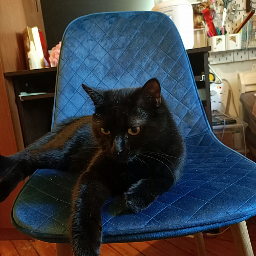 Стул на металлокаркасе Capri dark beige / white фото покупателя 4