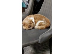 Стул на металлокаркасе Kora white фото покупателя 234