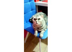 Стул Чилли 2 темно-серый  / черный фото покупателя 285