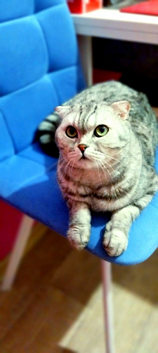 Стул на металлокаркасе Чилли синяя ткань / белый фото покупателя 285