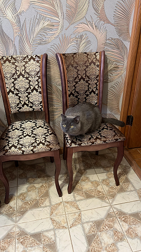 Деревянный стул Фабиано 308 камелия / ромб фото покупателя 2