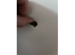 Компьютерное кресло Kolson сream фото покупателя 46