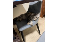 Стул на металлокаркасе Kora white фото покупателя 9