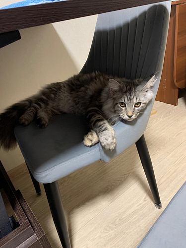 Стул на металлокаркасе Kora light blue / white фото покупателя 9