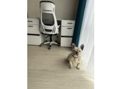 Компьютерное кресло Burgos белое фото покупателя 8