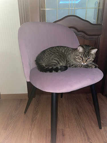 Стул на металлокаркасе Gabi dark beige / black / silver фото покупателя 762