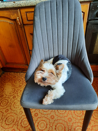 Стул на металлокаркасе Kora dark gray / black фото покупателя 179