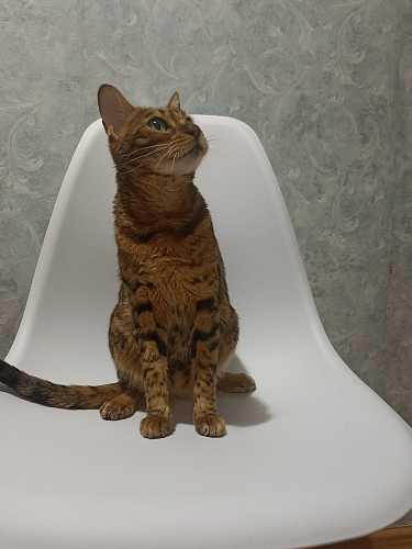  фото покупателя 50