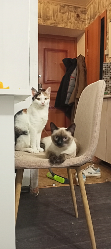 Стул на металлокаркасе Lilu 05 gray / white фото покупателя 9