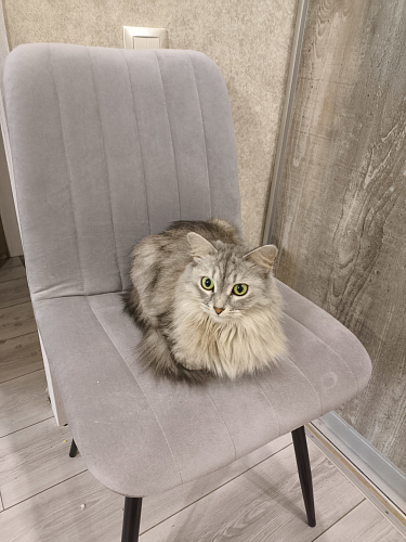 Стул на металлокаркасе Дани темно-серый (zd 995) / черный фото покупателя 45