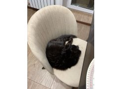 Стул на металлокаркасе Gabi 1 light purple / black фото покупателя 738