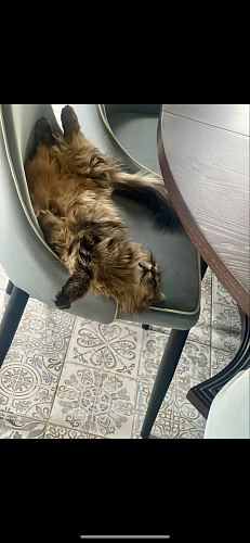 Стул на металлокаркасе Kora black / gray фото покупателя 193