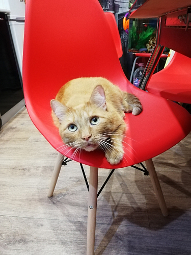 Стул Eames beige фото покупателя 127