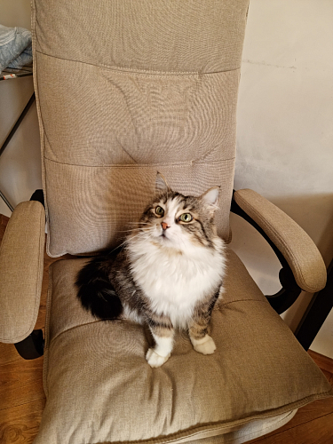 Компьютерное кресло Rapid бежевое фото покупателя 36