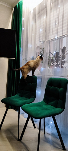 Стул на металлокаркасе Чилли К темно-серый (velutto 32) / черный фото покупателя 413