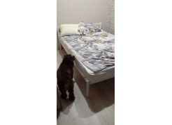 Односпальная кровать Фади 80х200 черная фото покупателя 669