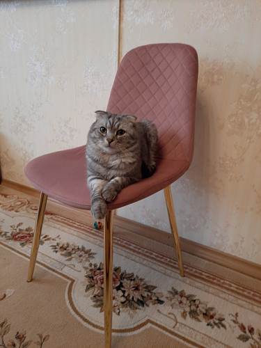 Стул на металлокаркасе Dabl 01 champagne / gold фото покупателя 123