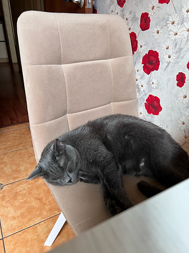 Стул на металлокаркасе Чилли зеленый / черный фото покупателя 1100