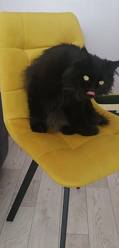 Стул на металлокаркасе Чилли К кирпичный / черный фото покупателя 688